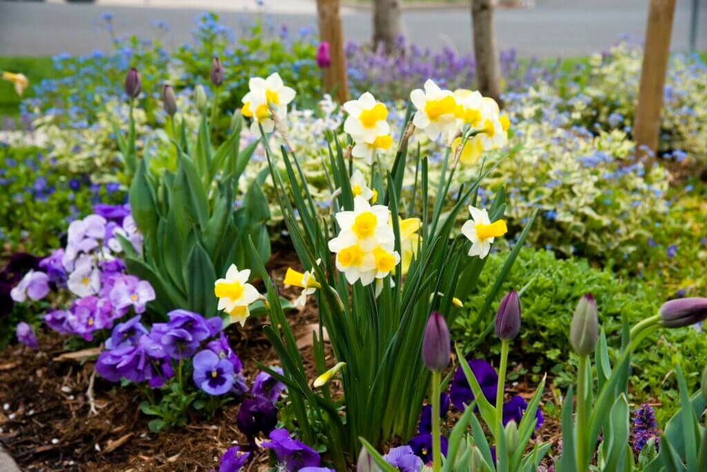 spring flowers bloom in mulch bed