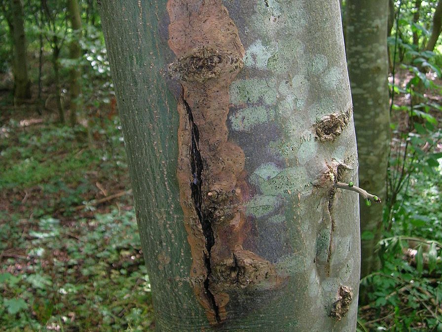vertical crack damages smooth tree bark