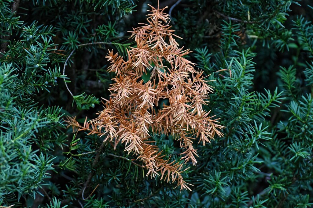 brown dead needles on green bush