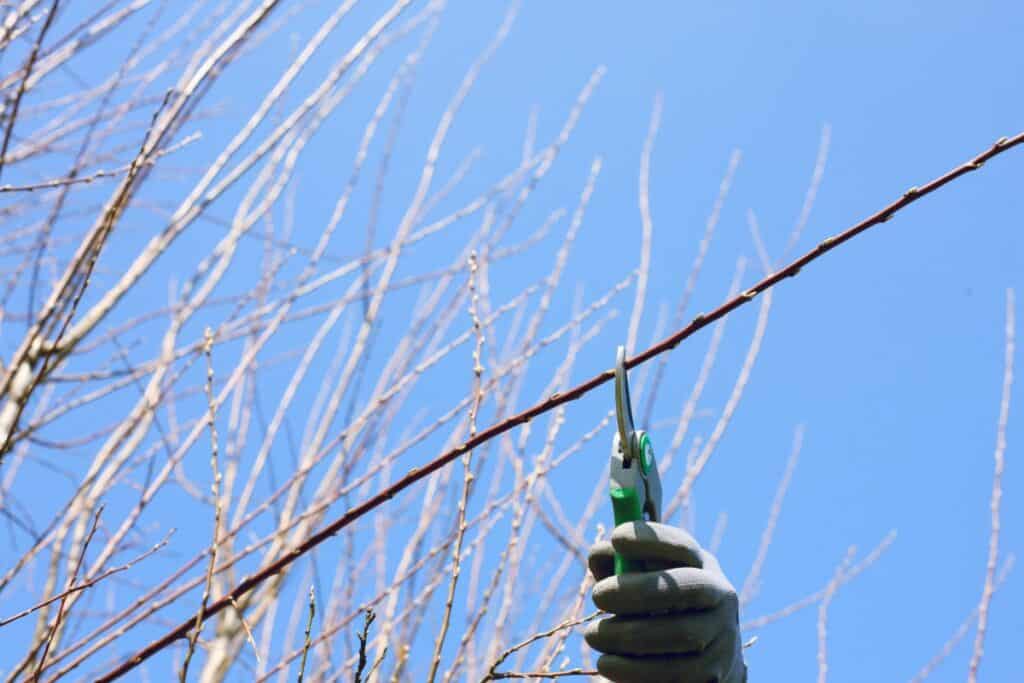 gloved hand prunes thin branch