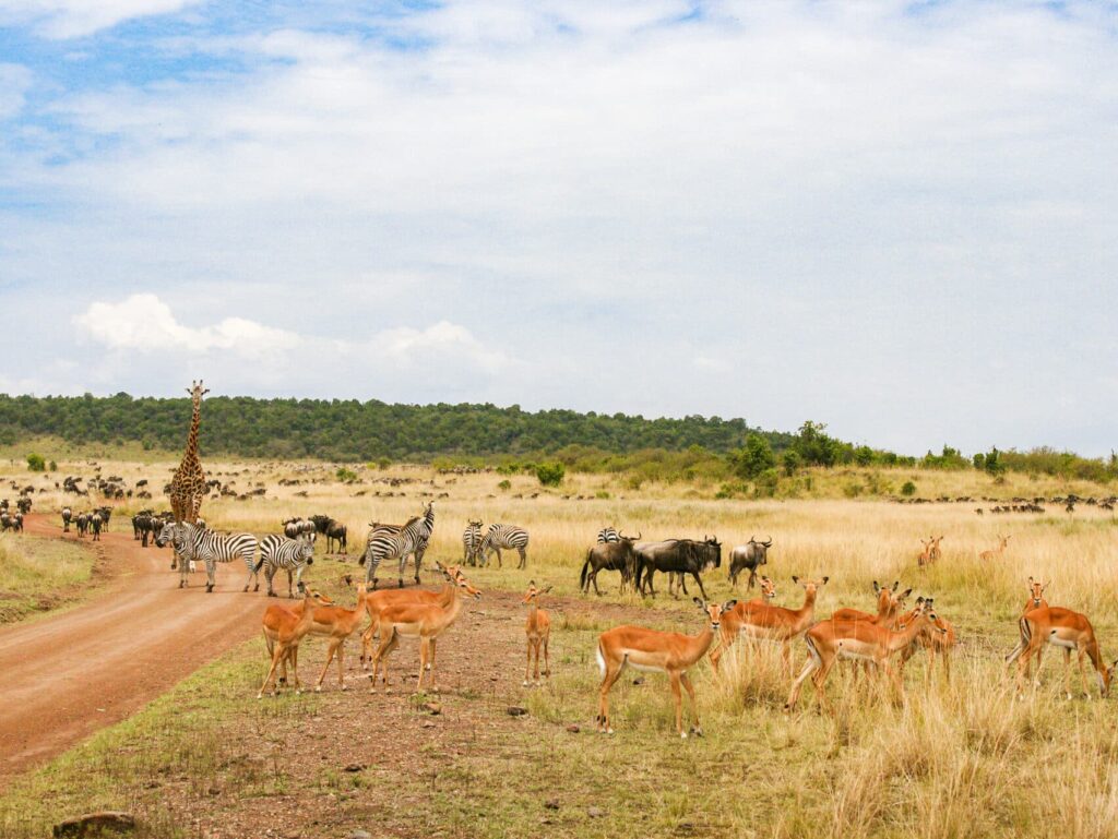 maasai mara preserve