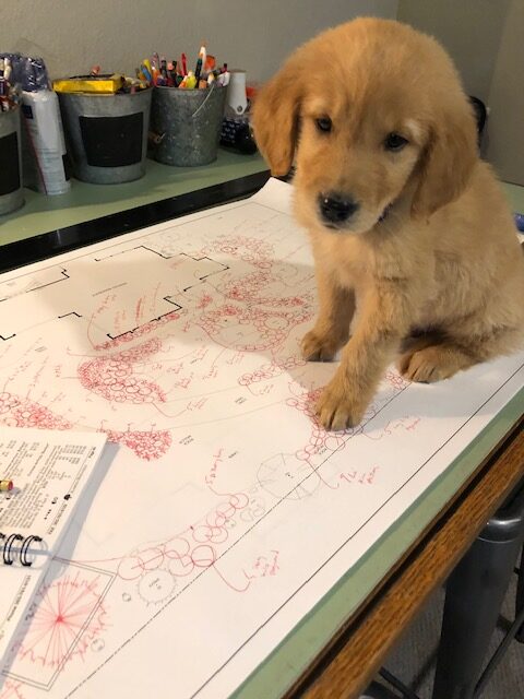 golden puppy