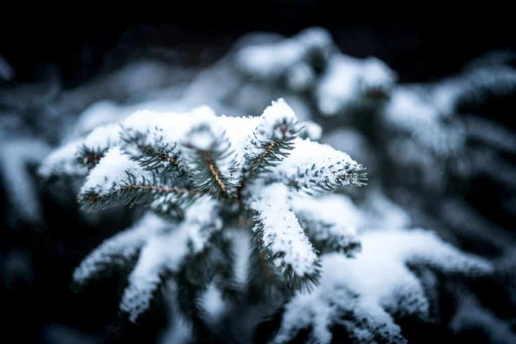 fresh snow dusting evergreen branch