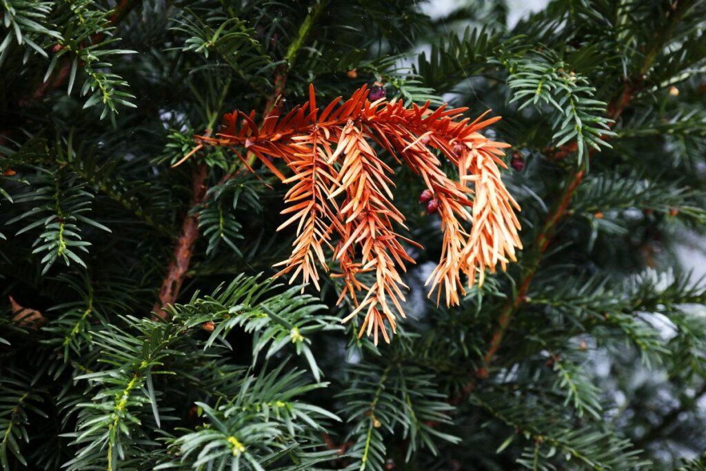 bright orange needles on green branch