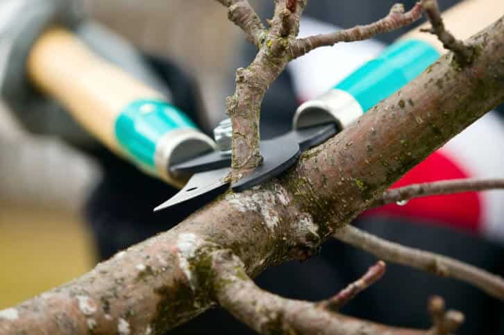 Top Four Reasons to Prune Trees and Shrubs in the Winter + Pruning Tips