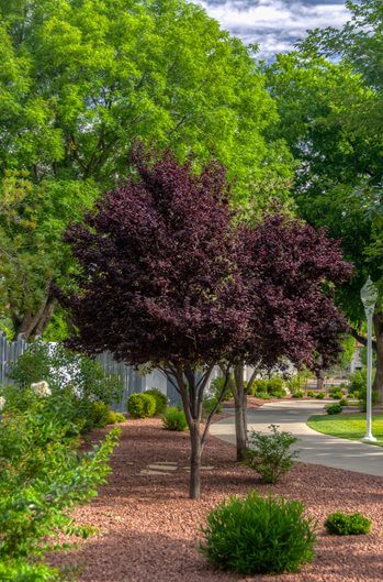 two trees with deep burgundy-purple foliage