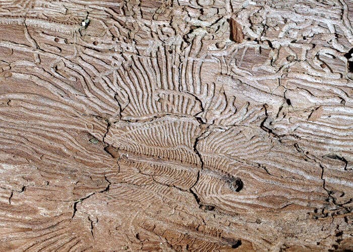 insect galleries etch patterns under bark