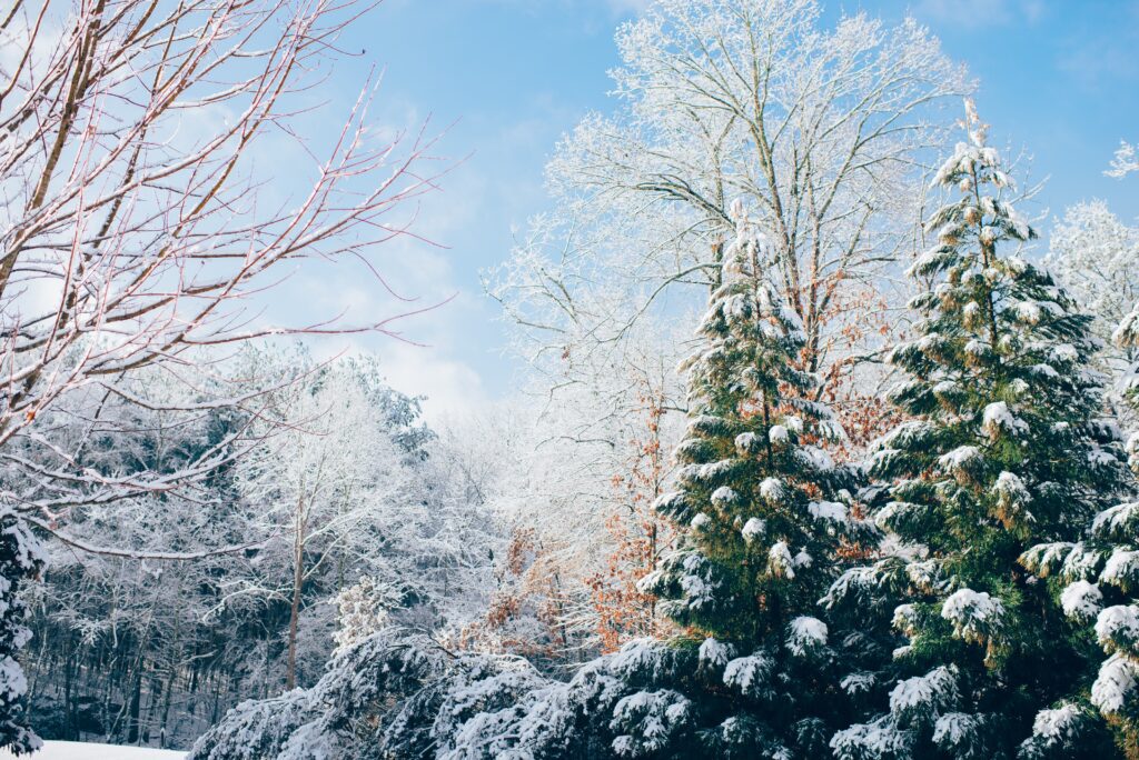 snow covers beautiful winter forest trees