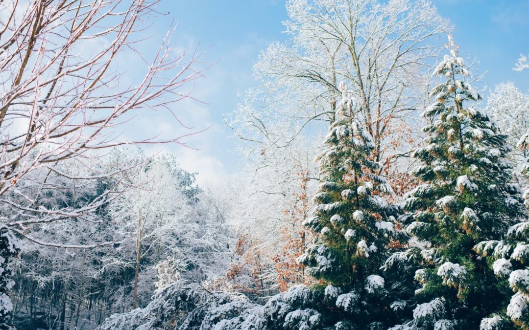 Late Spring Freezing and Heavy Hail; What to Do Now to Protect Your Denver Landscape Design
