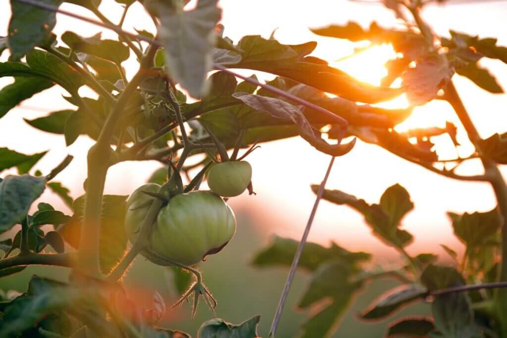 green tomatoes ripen on vine
