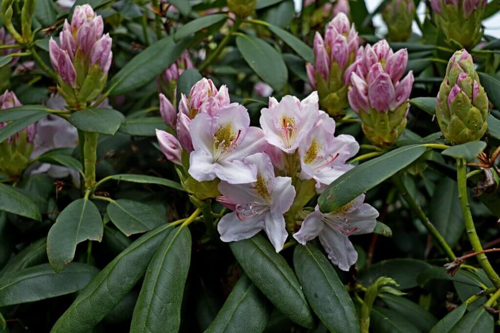 pink rhododendron flowers bloom beautifully