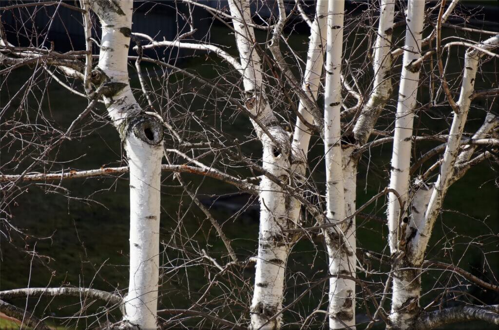 white birch trees with peeling bark