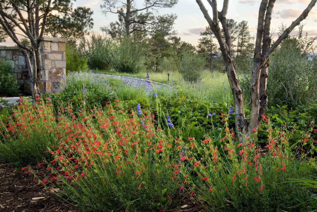 colorado friendly blooms