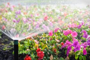 sprinkler waters a colorful flower garden