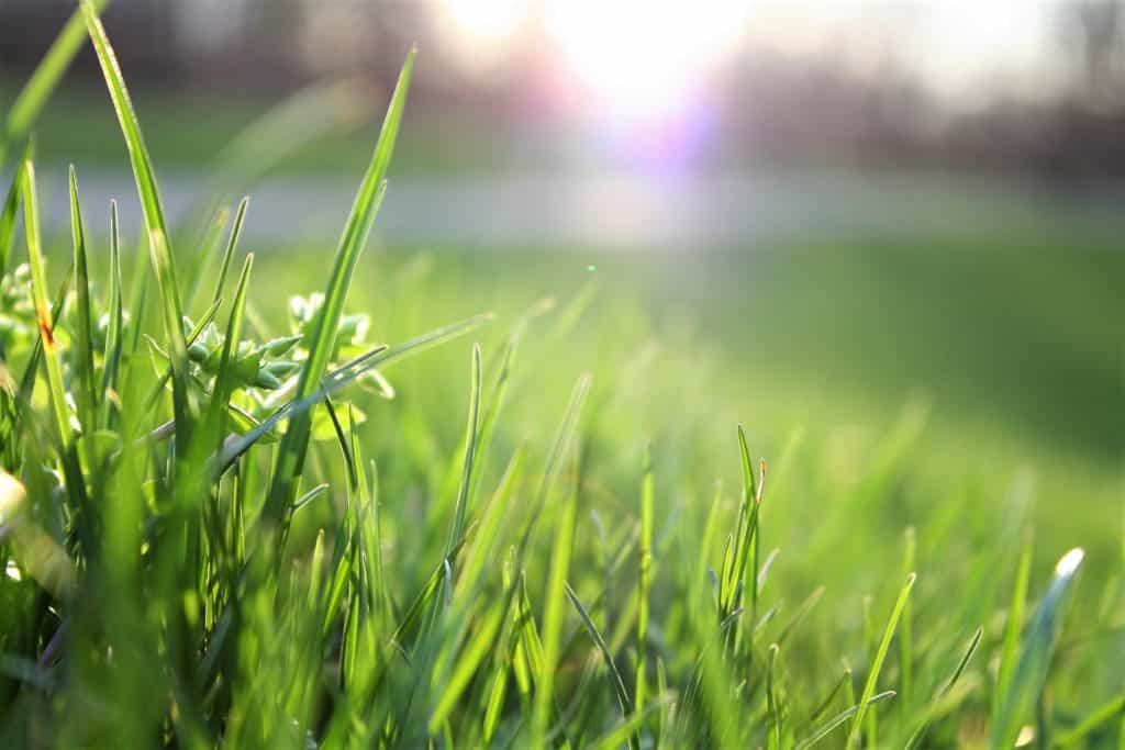 green grass grows in bright sunlight