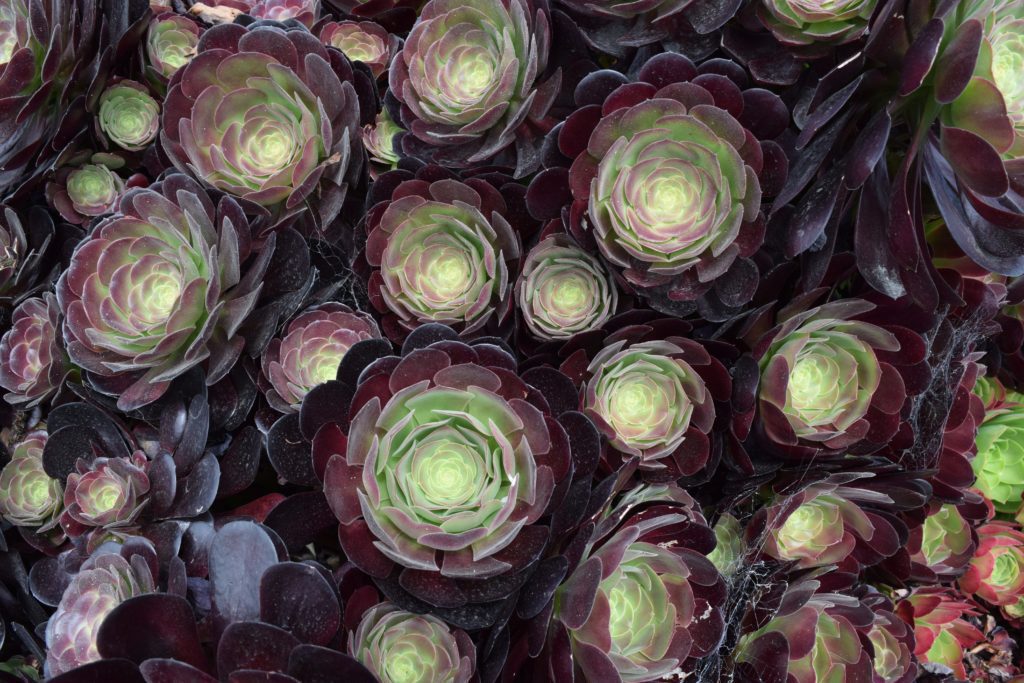 purple succulents cluster in tight group
