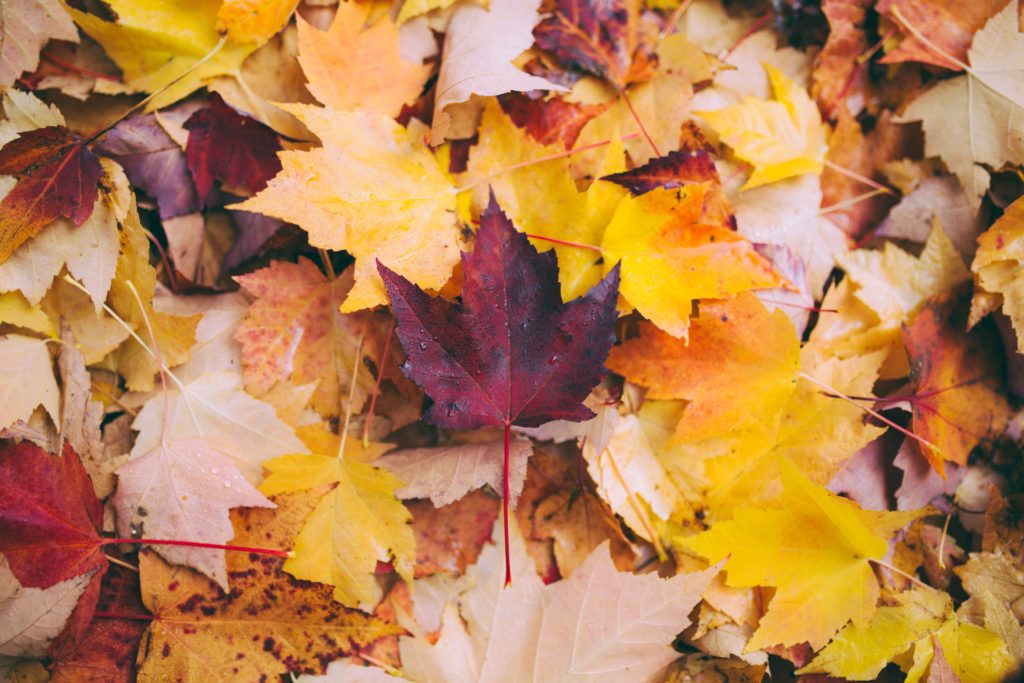 fallen autumn leaves cover the ground