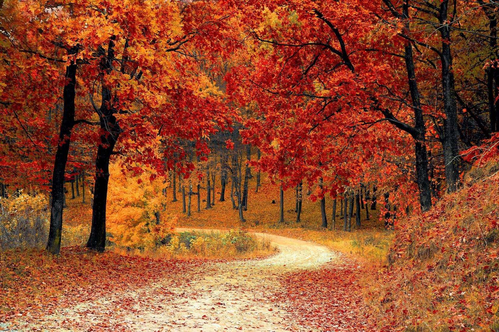 planting bulbs for fall