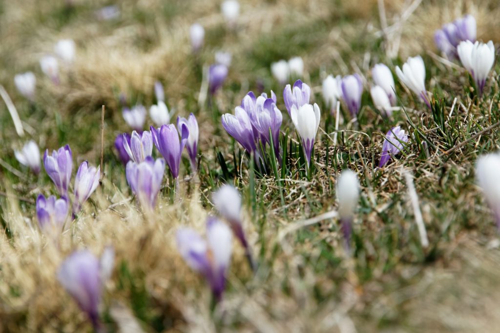 purple crocuses bloom in dry grass