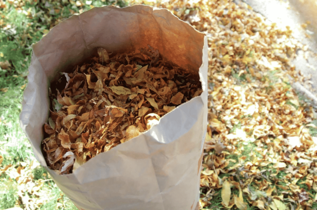 paper bag filled with dry leaves