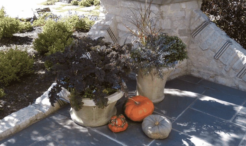 potted kale and pumpkins on patio
