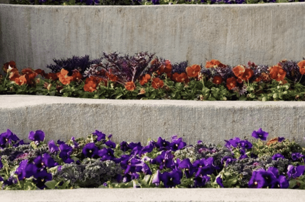 colorful flowers planted along concrete steps