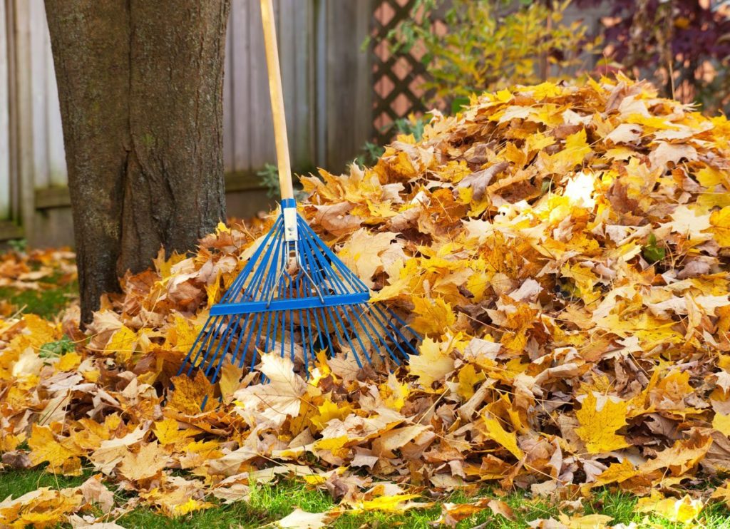 blue rake leans against leaf pile