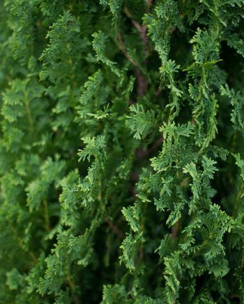 vibrant green leaves on dense tree