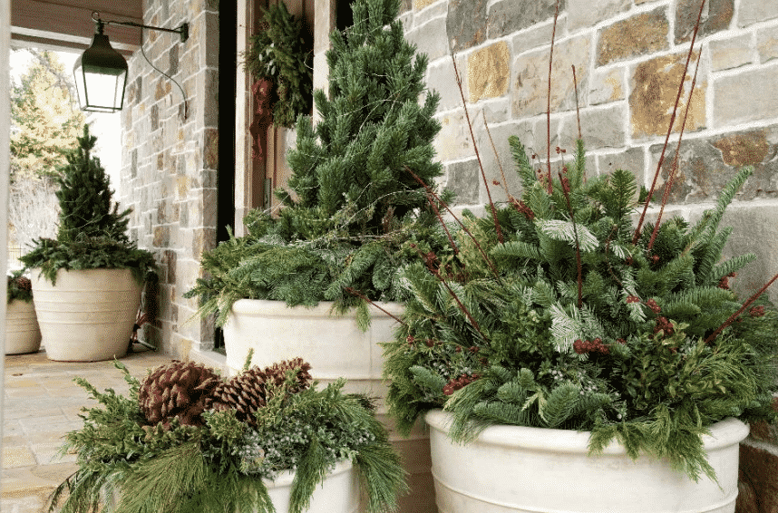 Evergreen arrangements fill large white planters.