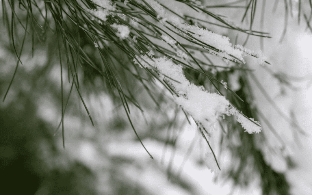 Winter Watering 101 for Your Colorado Landscape Design