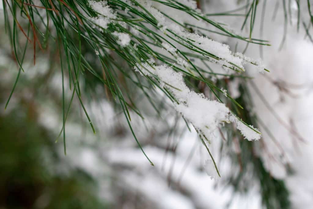 snow dusts green pine tree needles