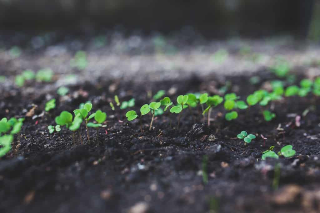 small green sprouts in dirt