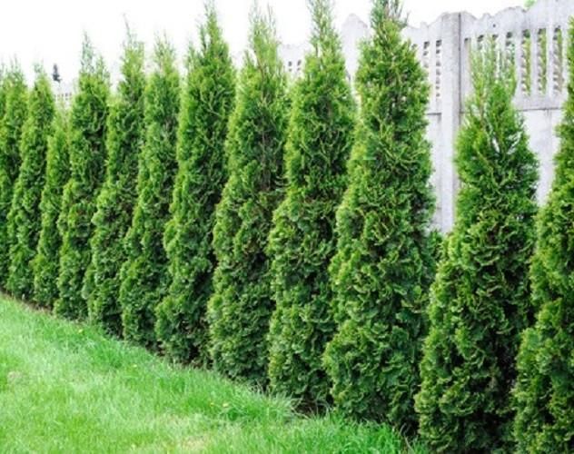 tall green trees lining fence