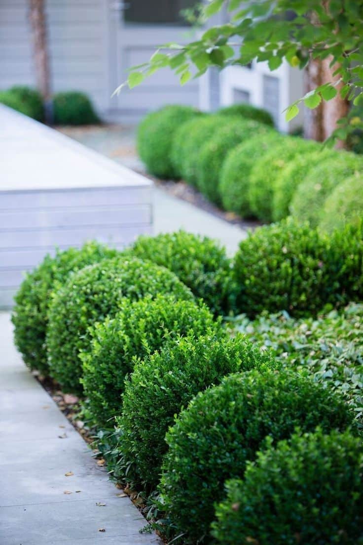 rounded green bushes line path