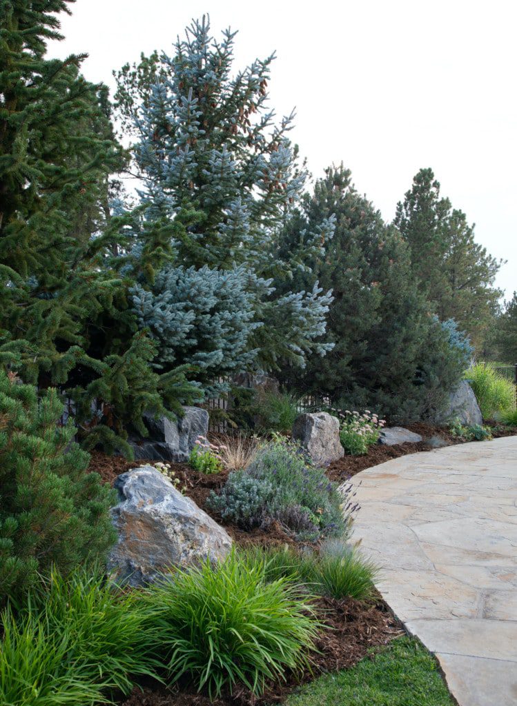 shrubs bloom spring