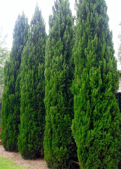 landscape architecture professionals