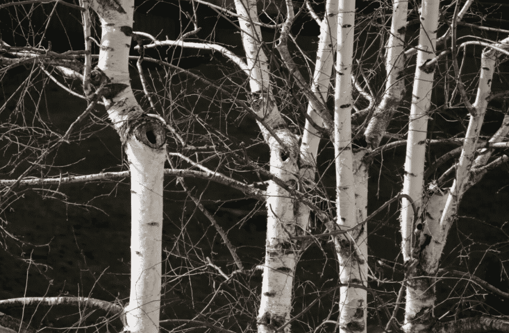 trees dead branches