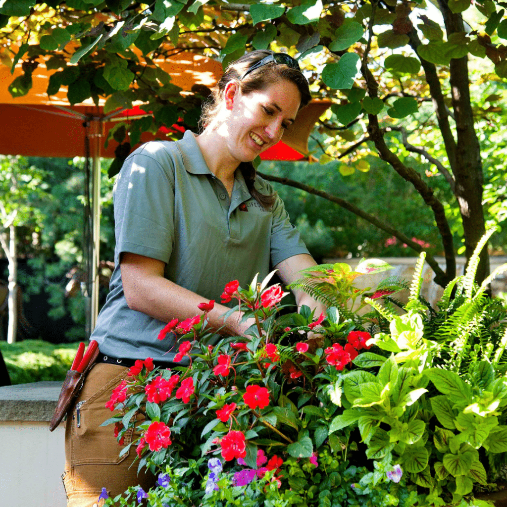 trees and shrubs