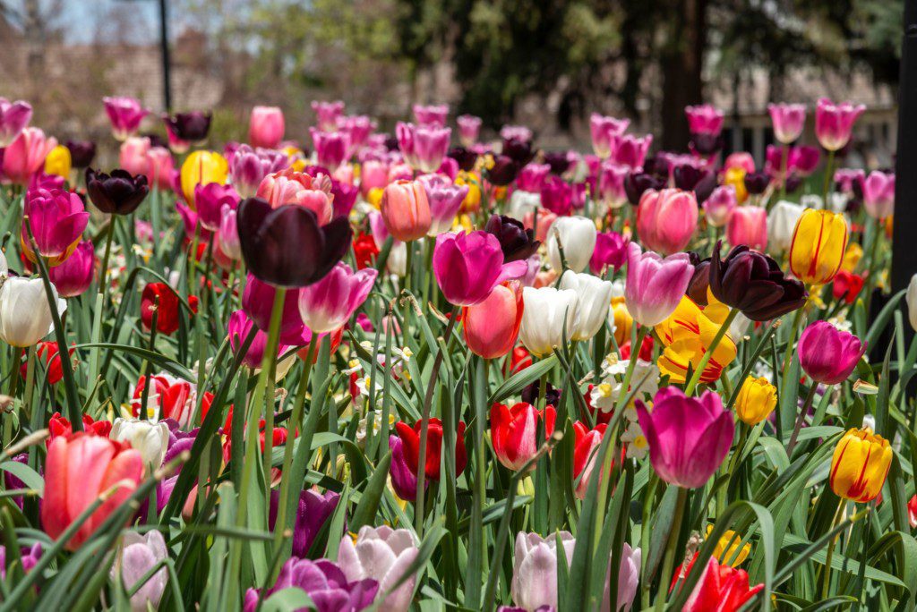 vibrant garden with various flowers