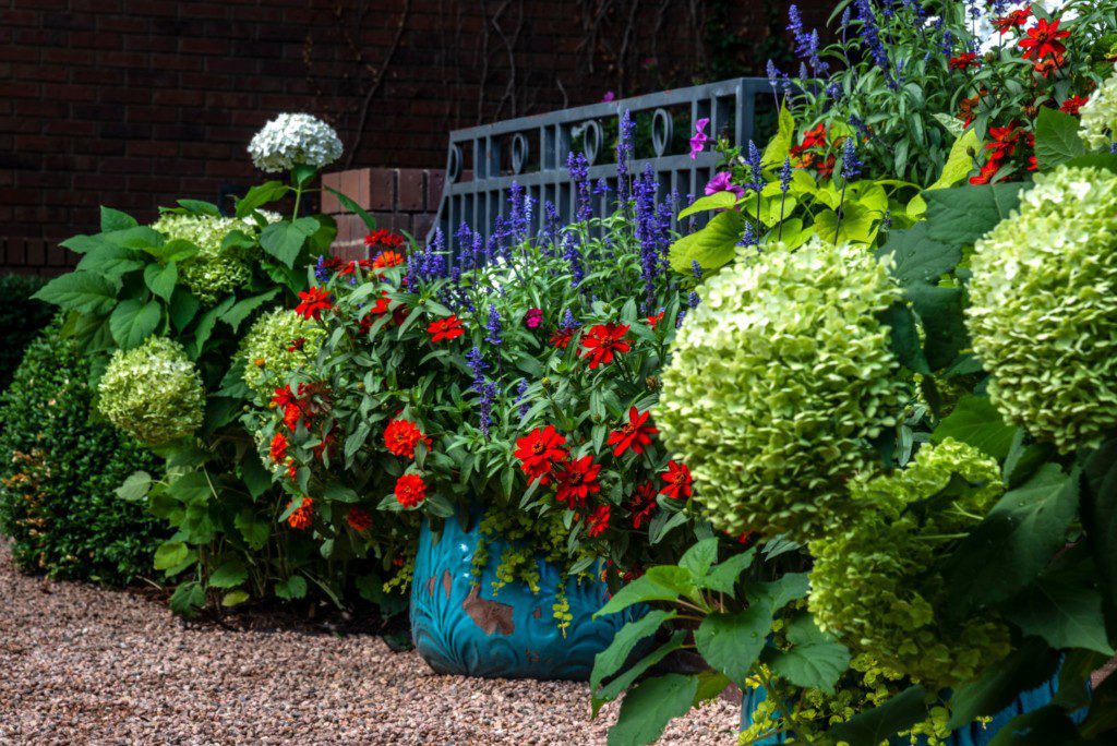 vibrant flowers in a pot
