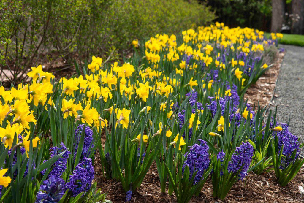 vibrant flower garden beside path