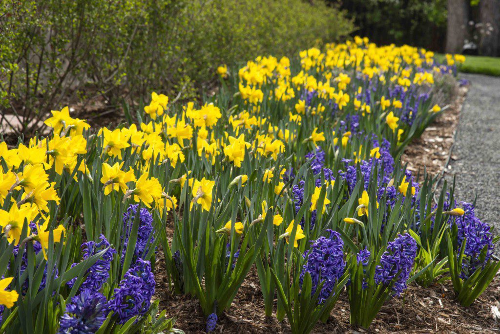 many colorful tulips in garden