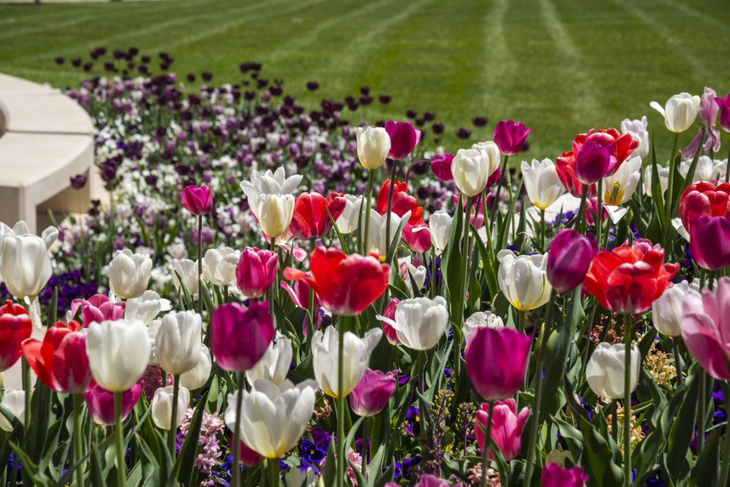 many colorful tulips in garden