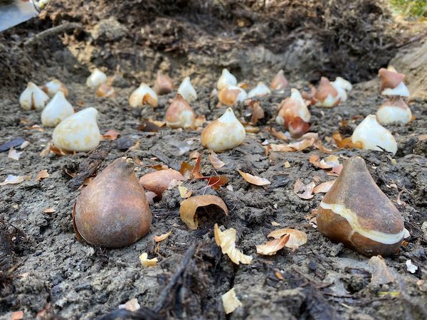 various flower bulbs in soil