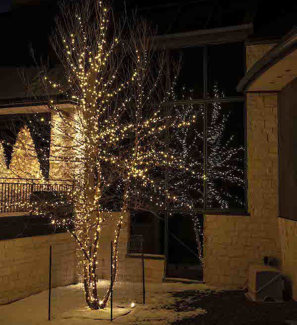 sparkling lights decorate outdoor tree