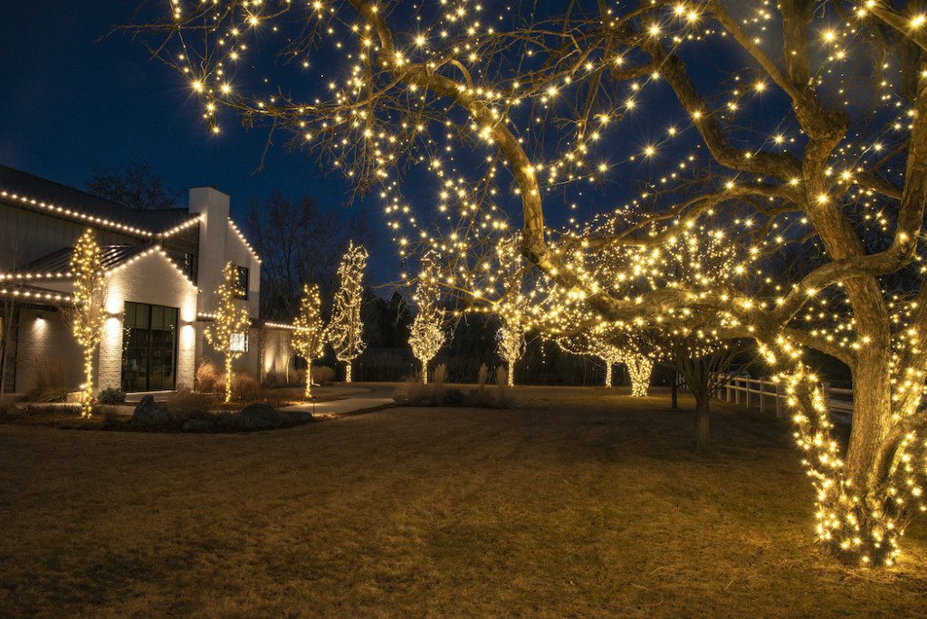 many trees covered in lights