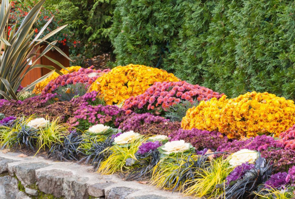 vibrant colorful flowers in garden