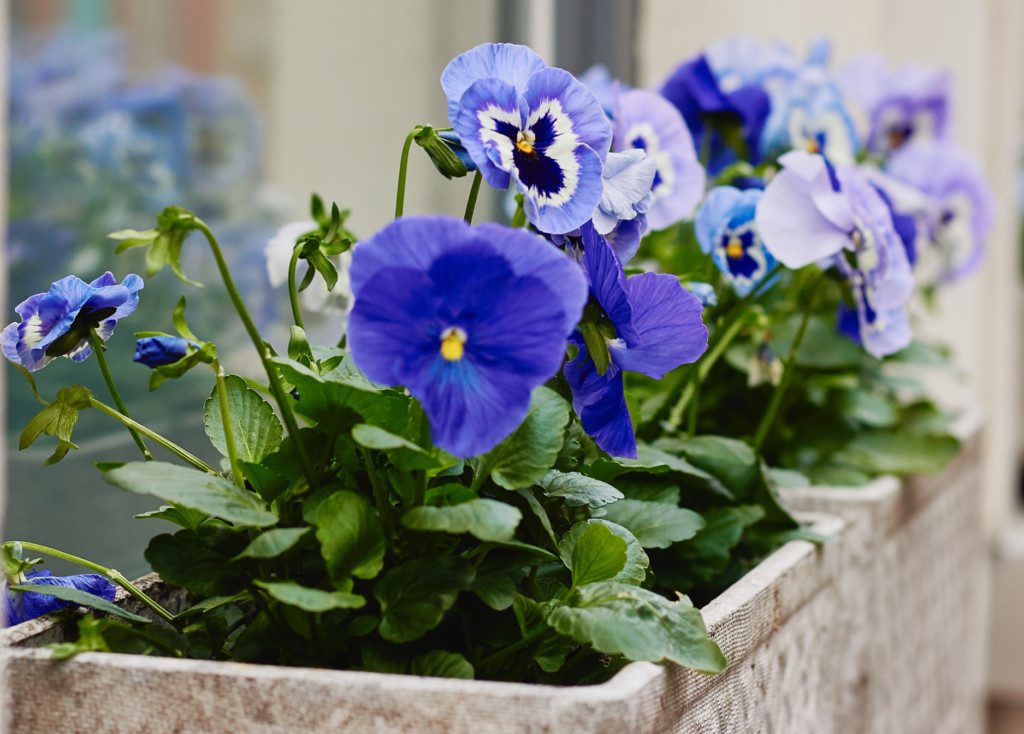 blue pansies grow in planter