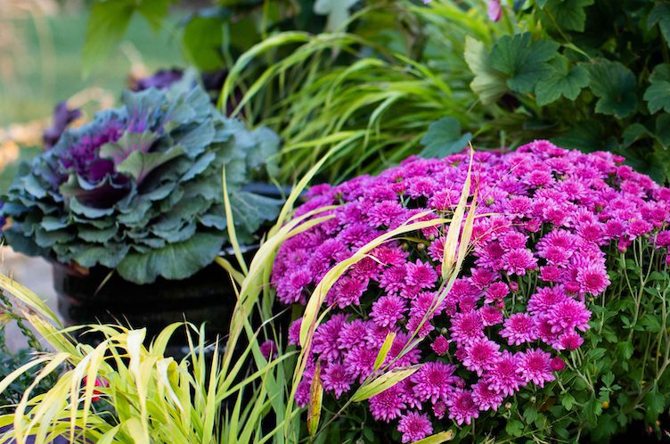 Planting for Fall Beauty