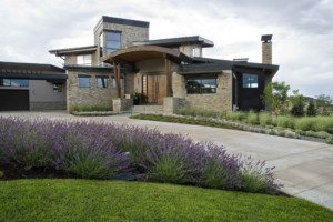 lavender grows along concrete driveway